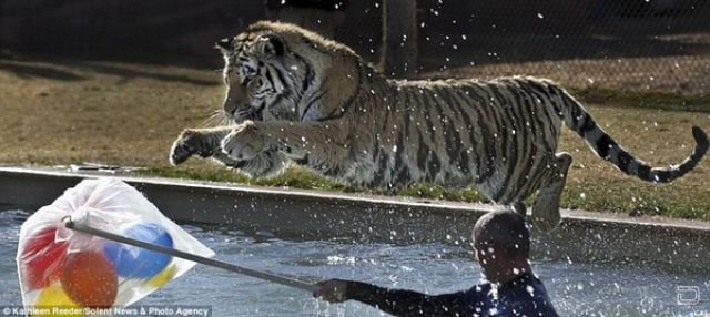   -    "Tiger Splash"
