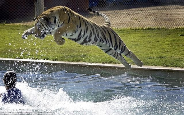   -    "Tiger Splash"