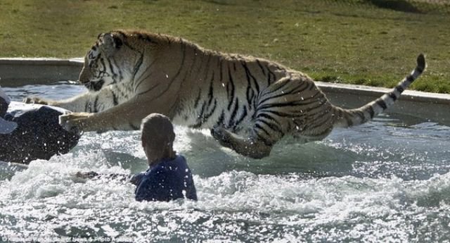   -    "Tiger Splash"