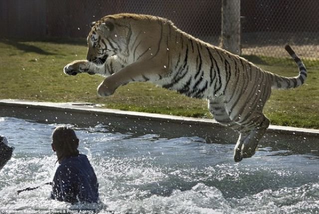   -    "Tiger Splash"