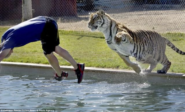   -    "Tiger Splash"