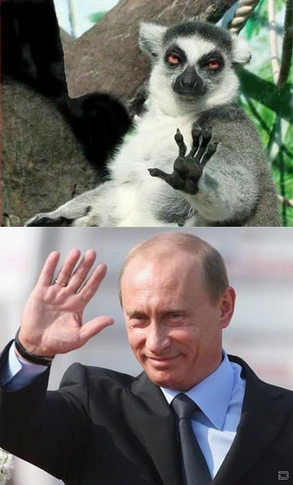 Привет Путин! (20 фото)