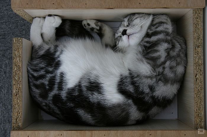 Котейки спят (24 фото)