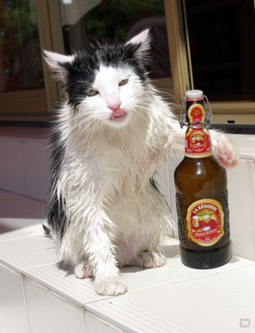 Котейки и пиво (25 фото)