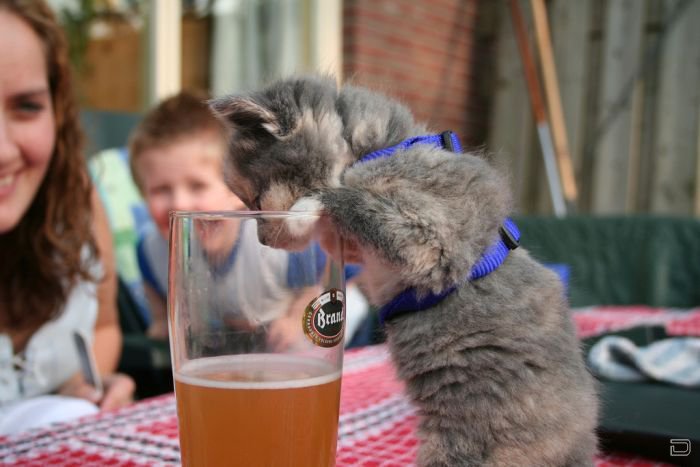 Котейки и пиво (25 фото)
