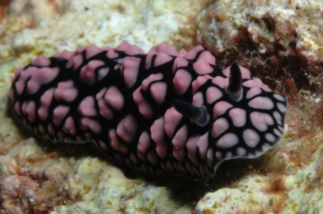 Изумительные морские моллюски (31 фото)