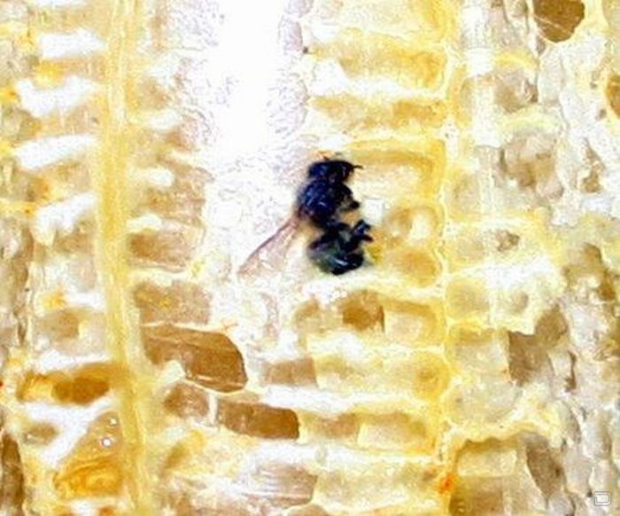 Как делать мёд в домашних условиях (15 фото)