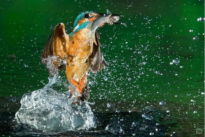 Удивительные снимки зимородка во время охоты за рыбой (15 фото)
