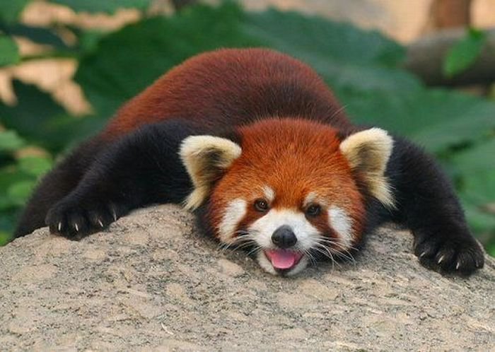 Красная панда (9 фото)