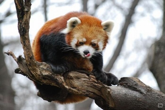 Красная панда (9 фото)