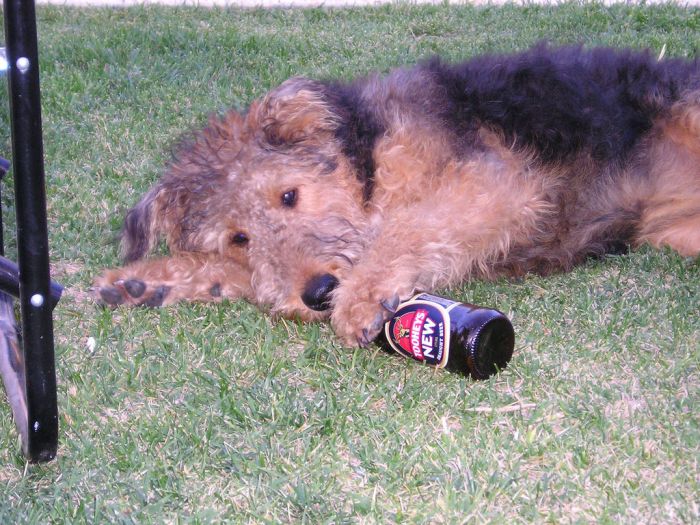 Собаки и пиво (20 фото)