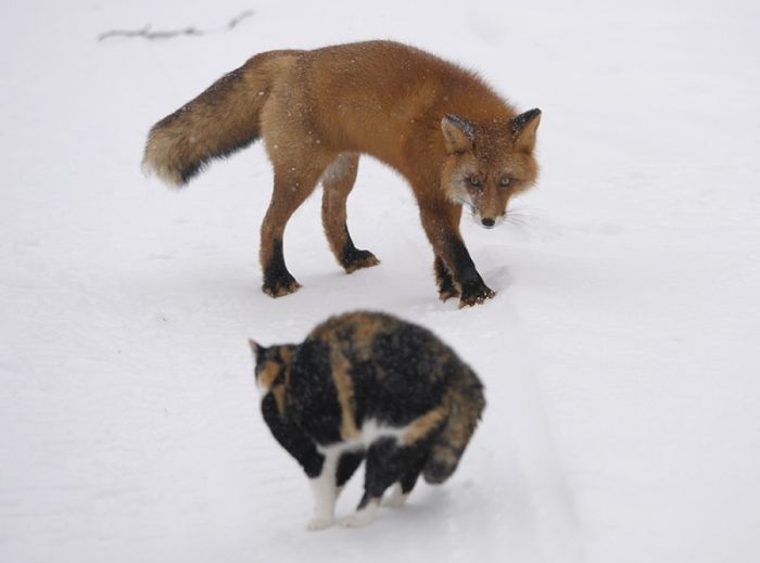 Храбрая кошка против лис