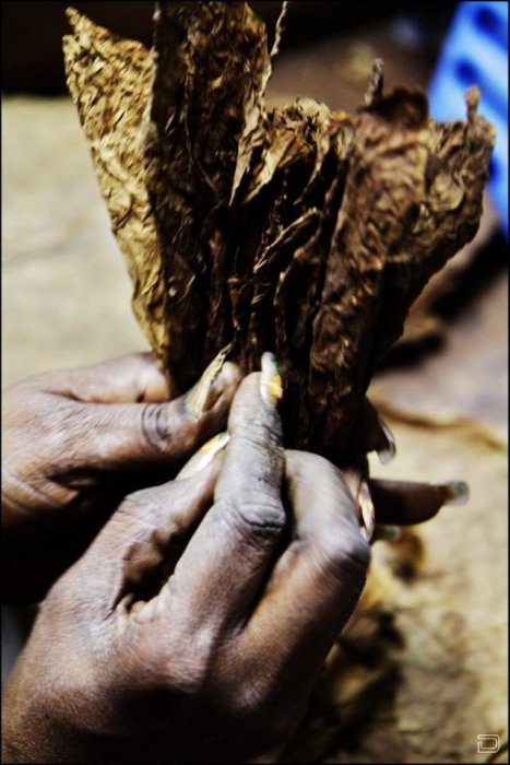 Производство самых дорогих кубинских сигар (17 фото)