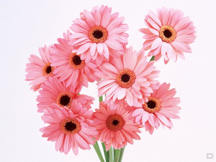 http://doseng.org/uploads/posts/2010-03/thumbs/1267631086_international_womens_day_flowers_for_your_favorite_girl_014491_.jpg