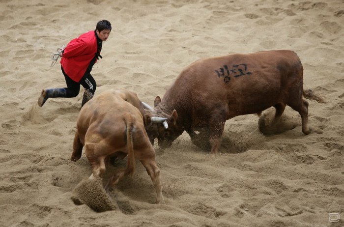 Бои быков в Южной Корее