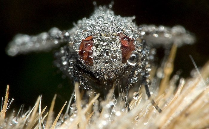 Макро-фотографии насекомых в капельках росы (7 фото)