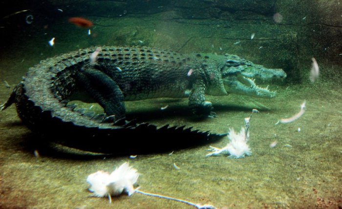 Крокодил жестоко расправился с курочкой