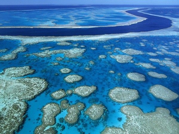 Большому Барьерному рифу грозит экологическая катастрофа