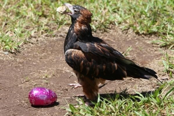 Орел нашел пасхальное яйцо (6 фото + 2 видео)