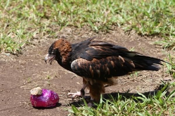 Орел нашел пасхальное яйцо (6 фото + 2 видео)