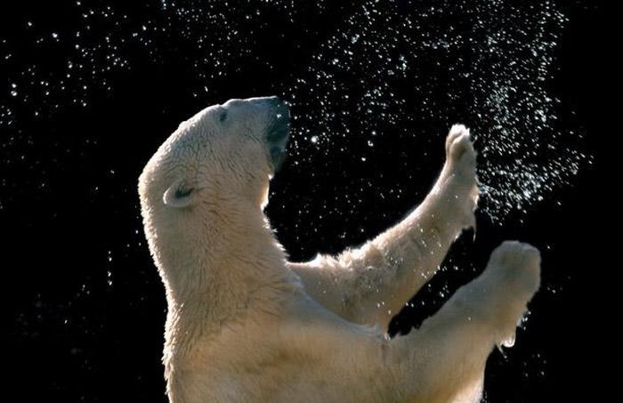 Звезда зоопарка - белый медведь Уилли (12 фото)