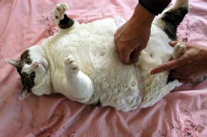 Ожиревшие коты (62 фото)