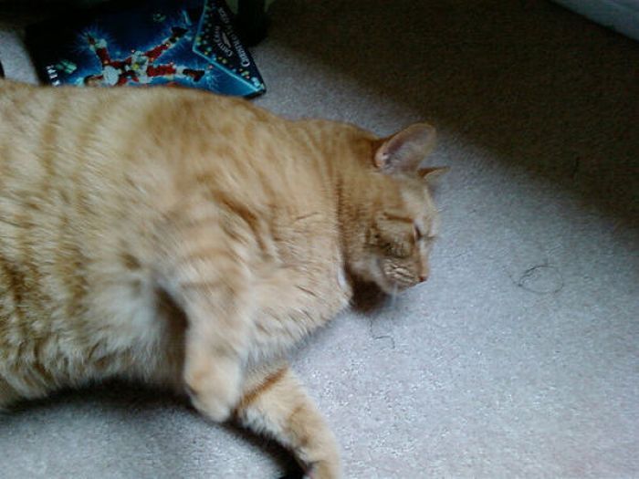 Красивые киски толстых. Жирный кот. Самый жирный кот. Кот домашний упитанный. Кот ТОЛСТОПУЗИК.