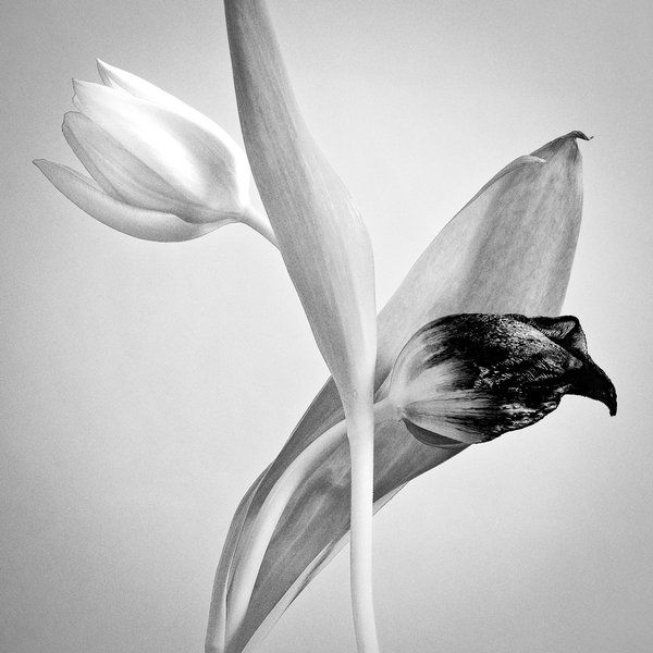Фантастические черно-белые фотографии (123 фото)