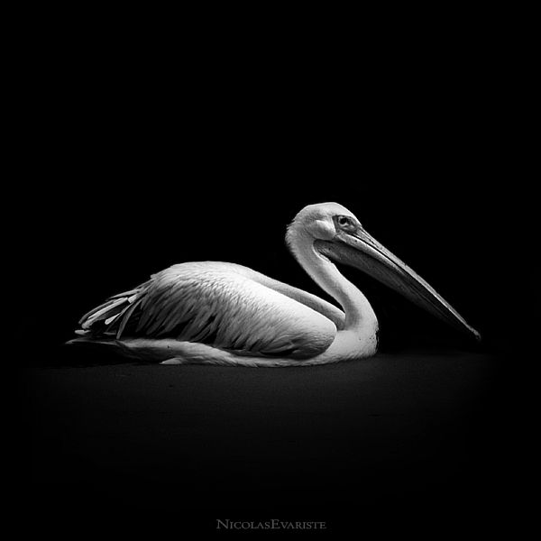 Фантастические черно-белые фотографии (123 фото)