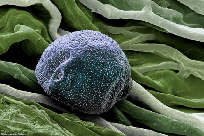 Травяная пыльца под микроскопом (17 фото)