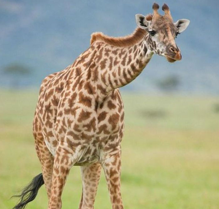 Новорожденный жираф (8 фото)