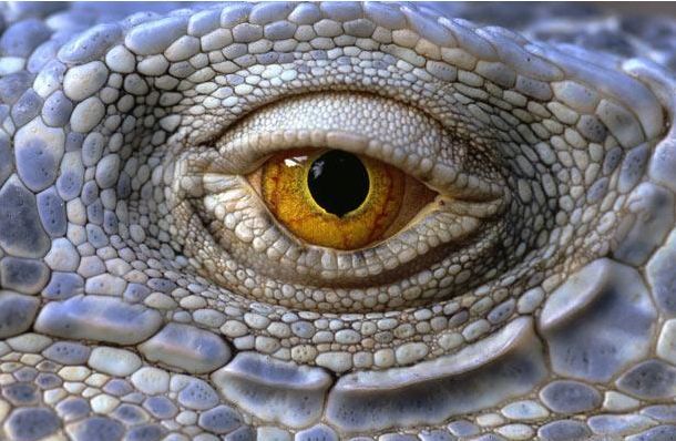Самые удивительные глаза животных