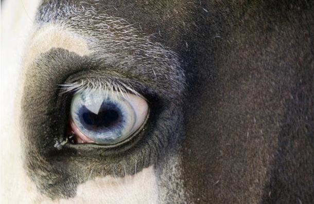 Самые удивительные глаза животных