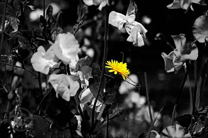 Красивые черно-белые фотографии с цветными вставками (33 фото)