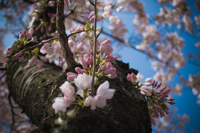 Фестиваль цветения вишни (15 фото)