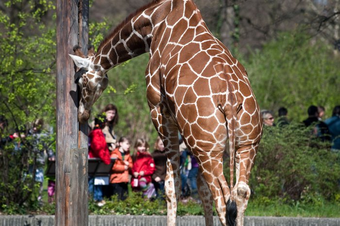 Отличные фотографии из знаменитого Берлинского зоопарка