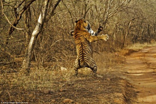 Борьба тигров (4 фото)