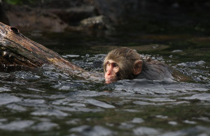 Детеныш обезьянки учится плавать (18 фото)