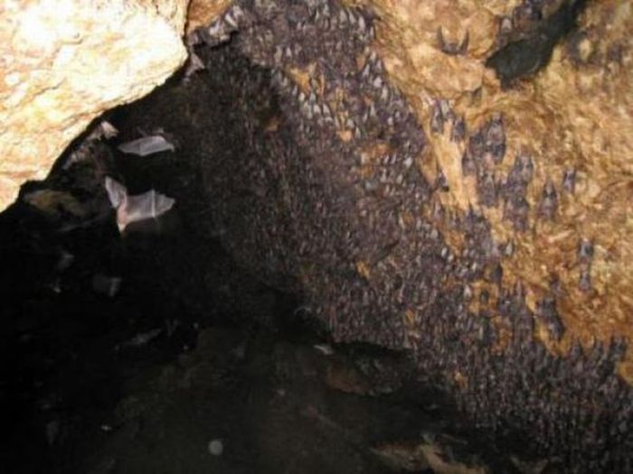 Пещера летучих мышей в Сомалии (12 фото)