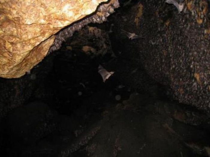 Пещера летучих мышей в Сомалии (12 фото)