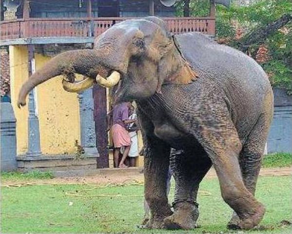 Обезумевший слон (6 фото)