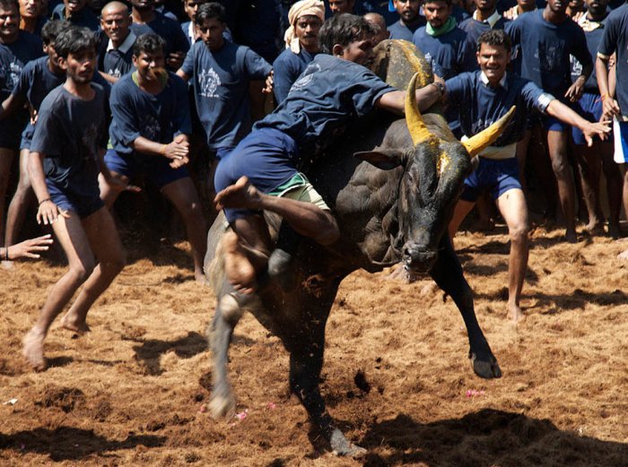 Сражение с быками голыми руками - Джалликатту (12 фото)