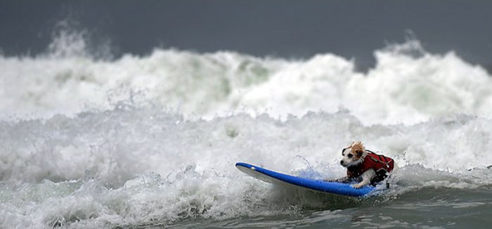 Собачий чемпионат по серфингу