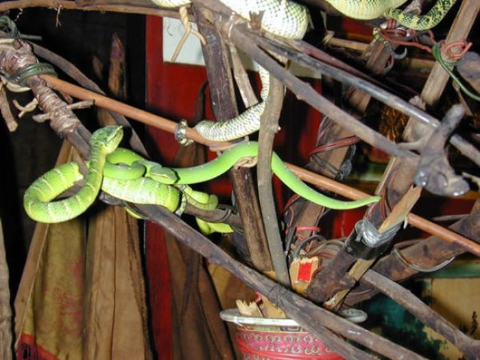 Змеиный храм в Малайзии (26 фото)