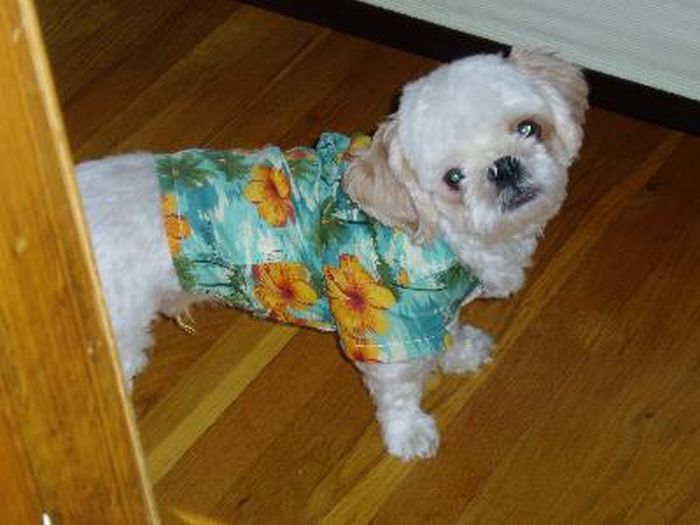 Смешные собаки в гавайских рубашках (23 фото)