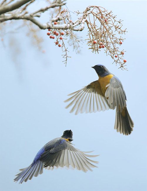 Красивые фотографии птиц (40 фото)
