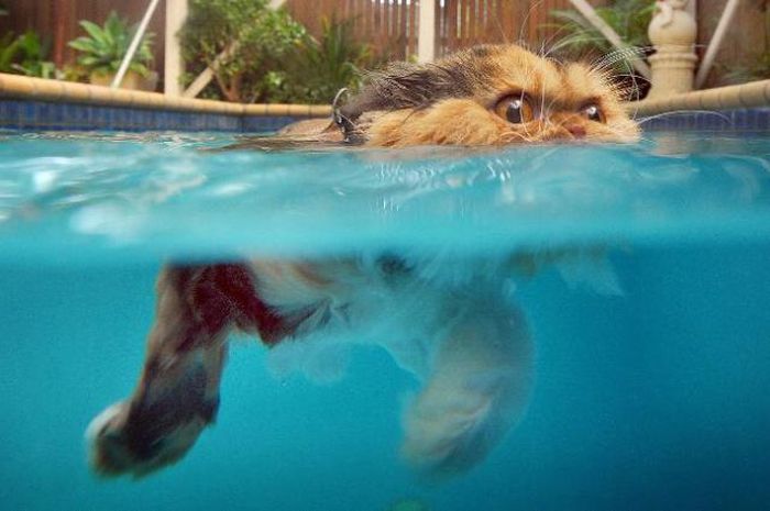 Не купайте часто кошек