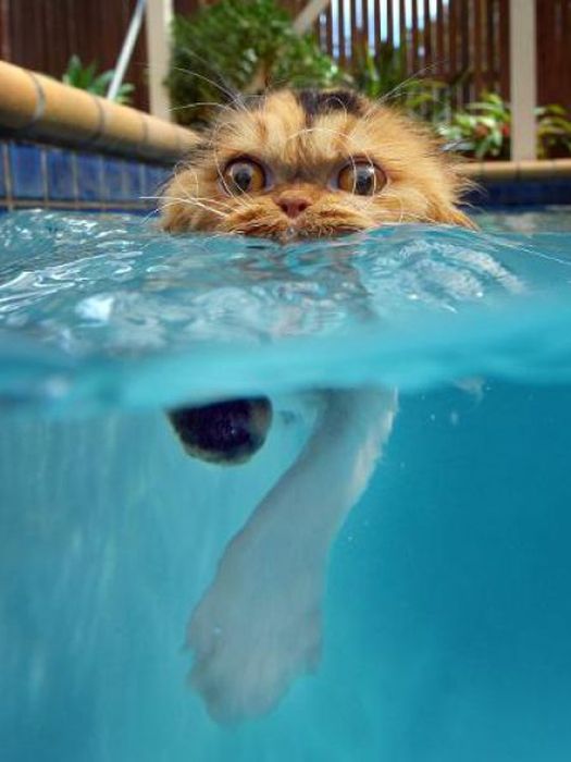 Не купайте часто кошек