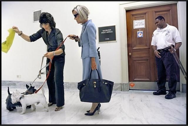 Конгресс США открыл двери для собак (28 фото)