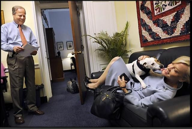 Конгресс США открыл двери для собак (28 фото)